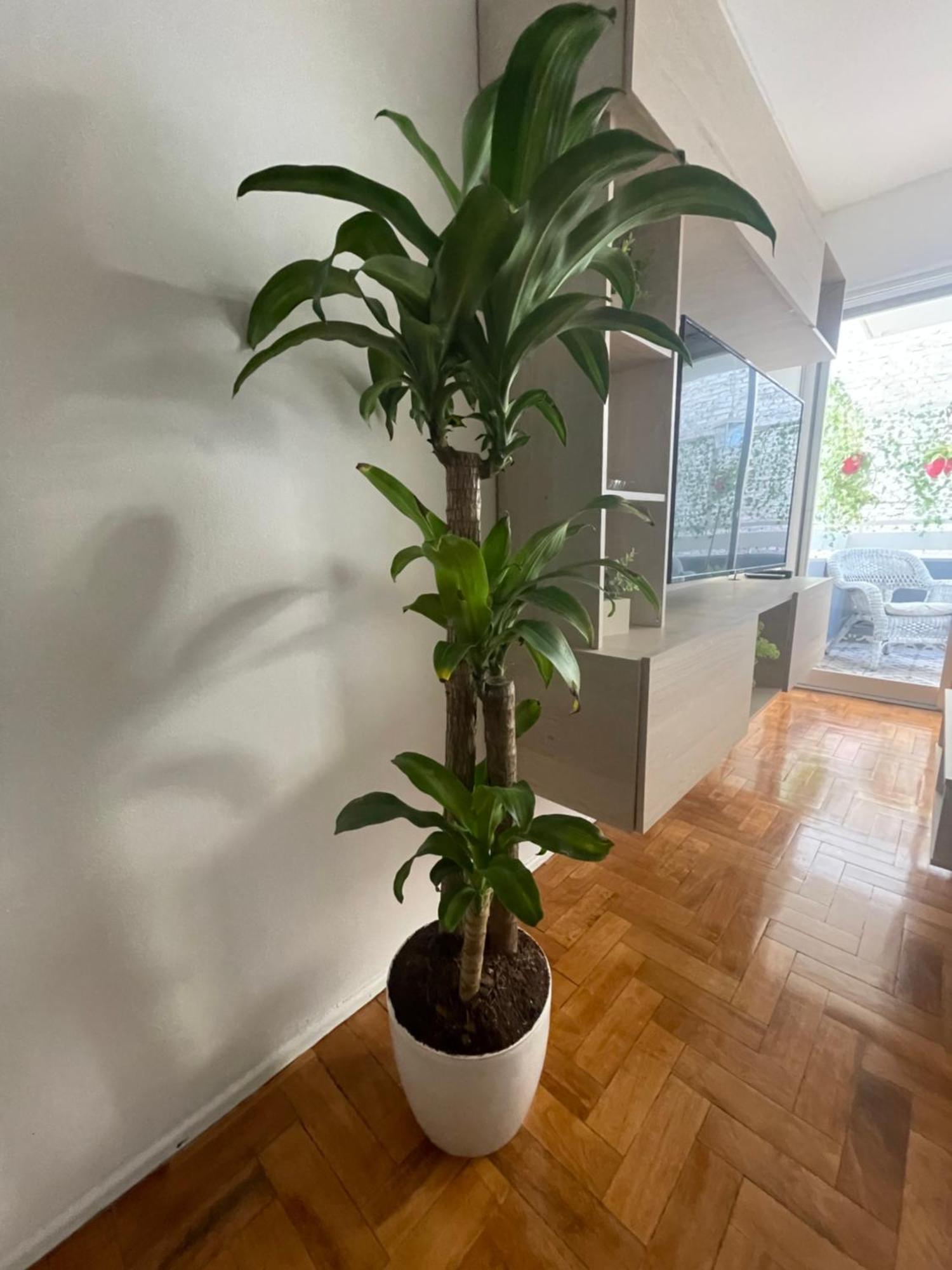 Departamento En Peatonal Mendoza Apartment Ngoại thất bức ảnh